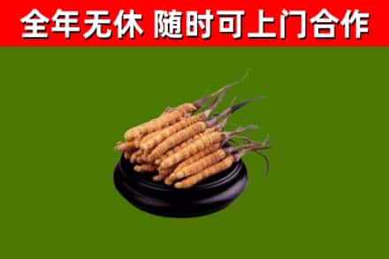 蚌埠回收散虫草